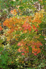 Herbst_1